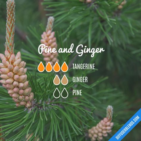 Pine and Ginger — Essential Oil Diffuser Blend Calming Essential Oil Blends, Petitgrain Essential Oil, Angelica Root, Pine Essential Oil, Essential Oil Safety, Calming Essential Oils, Ginger Essential Oil, Oil Diffuser Recipes, Essential Oil Diffuser Recipes