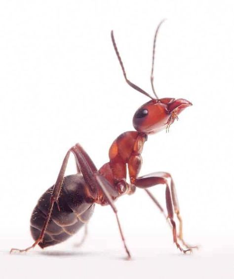 Ants have a two part stomach. In the “crop” part of the stomach, food for the ant colony is temporarily stored. Ant Tattoo, Red Ant, Ant Colony, Rid Of Ants, Get Rid Of Ants, Best Pest Control, Pest Management, Essential Oil Benefits, Insect Control