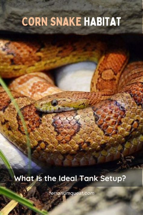 The habitat needs of different snake species vary considerably. Some require elaborate habitat designs and copious amounts of space, which most hobbyists are unable to provide. But other species – such as the corn snake – are fairly easy to house, as they don’t require anything complicated nor especially large. We’ll explain everything you need to know to provide your corn snake with a suitable habitat below. Corn Snake Habitat, Corn Snake Setup, Cornsnakes Habitat, Corn Snake Terrarium, Corn Snake Enclosure Ideas, Snake Habitat, Snake Care, Snake Species, Snake Terrarium