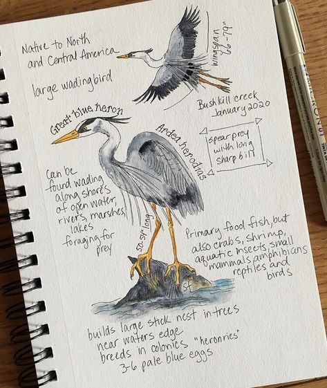 Birding Journal, Field Journal, Nature Journaling, Nature Sketch, World Nature, Great Blue Heron, Animal Study, Bird Book, Watercolor Journal