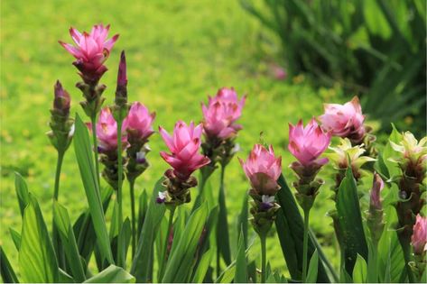 Curcuma Plant Care | Plantly Curcuma Plant Care, Curcuma Plant, Summer Blooming Flowers, Turmeric Plant, Ginger Plant, Herb Garden In Kitchen, Grand Isle, Ginger Flower, Flower Gardens