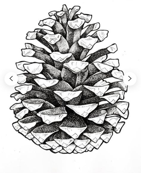 Pine Cone Drawing, Pinecone Tattoo, Elements Of Design Shape, Pine Cone Art, White Drawing, Wood Burning Art, Plant Drawing, Black And White Drawing, Ink Illustrations