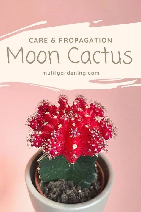 Moon Cactus Care and Propagation - Multigardening Moon Cactus Propagation, Moon Cactus Arrangement, Propagating Cactus Plants, Cactus Care Tips Indoor, Moon Cactus Care, Cactus Arrangements Ideas, Grafting Cactus, Propagate Cactus, Cactus Propagation