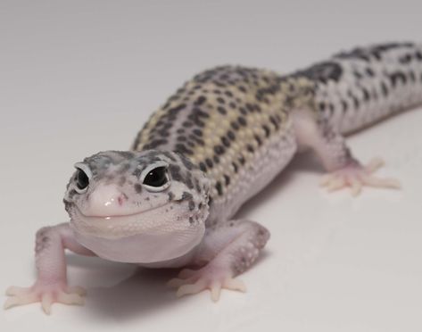 Blizzard Leopard Gecko, Mack Snow Leopard Gecko, Snow Leopard Gecko, Snow Blizzard, Cute Gecko, Leopard Gecko, Snow Leopard, Gecko, Animals