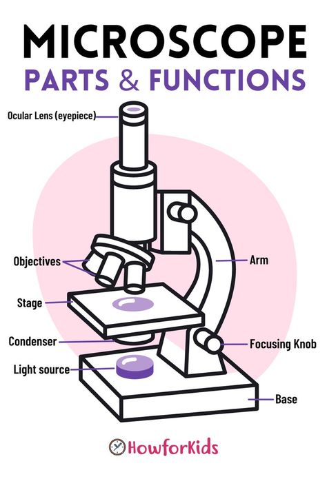 Many objects too small to be seen with the unaided eye can be viewed through a microscope. Types of microscopes Light Microscope Drawing, Parts Of A Microscope Worksheet, Electron Microscope Diagram, Light Microscope, Types Of Microscopes, Parts Of A Microscope, Parts Of Microscope And Its Function, Microscope Parts, Study Chemistry