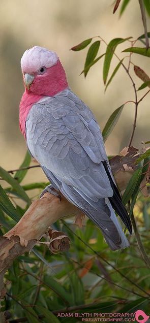 Galah Cockatoo, Australian Parrots, Australian Fauna, Australian Wildlife, Australian Birds, Rare Birds, Bird Artwork, Funny Birds, Nature Birds