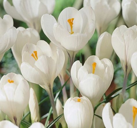 Tulip Seeds, Spring Landscapes, Colourful Garden, Crocus Flowers, Crocus Bulbs, American Meadows, Early Spring Flowers, Tall Plant, Jeanne D'arc