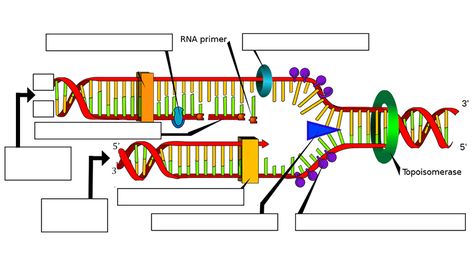 This worksheet was designed for students to help them learn or study the steps in involved in DNA replication and the enzymes used in the process, such as helicase and polymerase. Dna Ligase, Dna Facts, Dna Polymerase, Rna Polymerase, Mitochondrial Dna, Dna Replication, Dna Molecule, Nucleic Acid, Biology Lessons