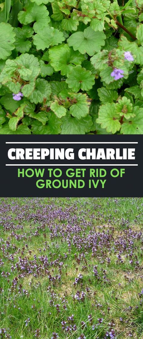 Although it has many uses, creeping charlie, also known as ground ivy or Glechoma hederacea, is most known as a weed. Learn how to kill it in this guide. Creeping Charlie How To Get Rid Of, Glechoma Hederacea, Creeping Charlie, Ground Ivy, Epic Gardening, Killing Weeds, Door Projects, Modern Homestead, Landscaping Projects