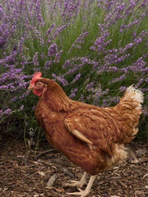 Can Chickens Eat Lavender Chicken Eating, Poultry Farm, Lavender Farm, Canned Chicken, Aromatherapy, Lavender, Herbs, Benefits, Chicken