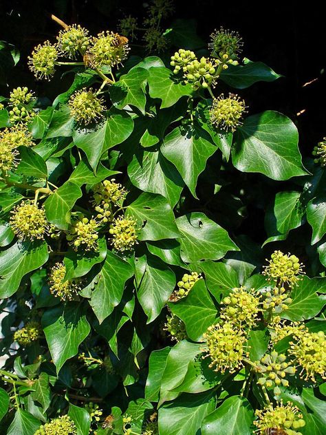 Ivy - Hedera helix Flowers Poisonous, Common Ivy, Ivy Flower, Hedera Helix, English Ivy, Purple Garden, Flower Meanings, Blue Ivy, Invasive Species