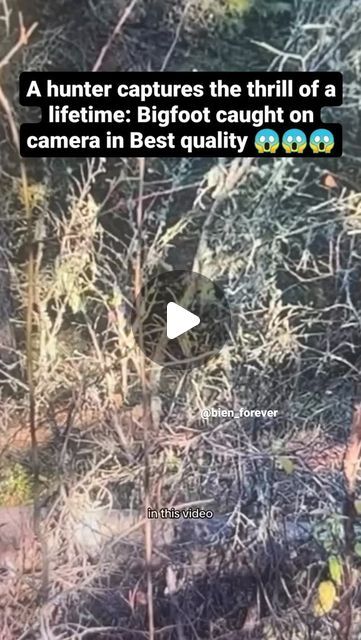 Bien_forever on Instagram: "On the final day of the hunt, one of the hunters set up his blind near an elk wallow, where he had spotted big footprints that looked like Bigfoot tracks. At 2:21 PM, he got a shocking surprise when a Bigfoot appeared just 20 feet away from him..........

What do you think about this footage 🤔🤔?...... 

Follow 👉@bien_forever 👈

No copyright infringement intended.
DM and I'll remove your video.
Thanks.

#ufo #ufosighting #creatures #viral #usa #cryptid
 #extraterrestrial #mystery #sasquatch #sky #phenomenon #ets #explorepage #alien #foryoupage  #prophecy #trending #viralreels #monsters #mexico  #angel #bigboot #mystic #paranormal #aliencivilization #spirituality #uap #area51

ufo ufosighting creatures viral usa cryptid skinwalker dogman wendigo werewolf chupa Wendigo Werewolf, Skinwalker Videos, Real Bigfoot Pictures, Real Mermaids Found Alive, Sky Phenomenon, Bigfoot Footage, Bigfoot Video, Real Bigfoot, Sasquatch Funny