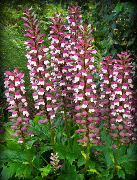 Bears Breeches, Acanthus Mollis, Pink Perennials, Garden Shade, Travel Tattoos, Shade Gardens, Planting Ideas, National Flower, Plant Seeds