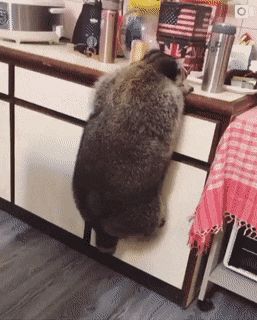 This absolute unit of a raccoon Fat Raccoon, Fat Animals, Pet Raccoon, 9gag Funny, Image Chat, Cute Raccoon, Raccoon Funny, Trash Panda, Racoon