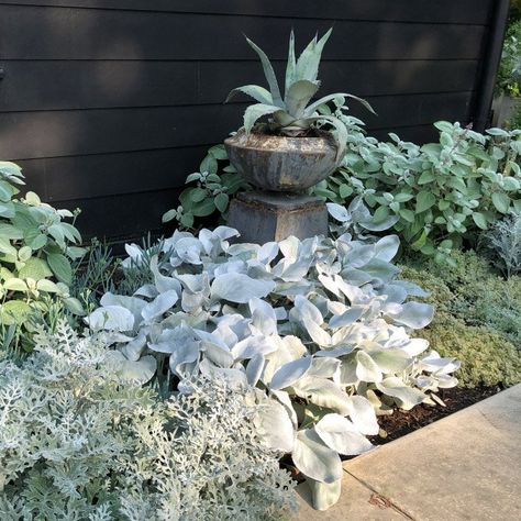 Silver Plants Garden, Moon Garden Ideas, Silver Plants, Silver Falls Dichondra, Ohio Garden, Silver Garden, Silver Plant, Sacred Garden, Container Planting