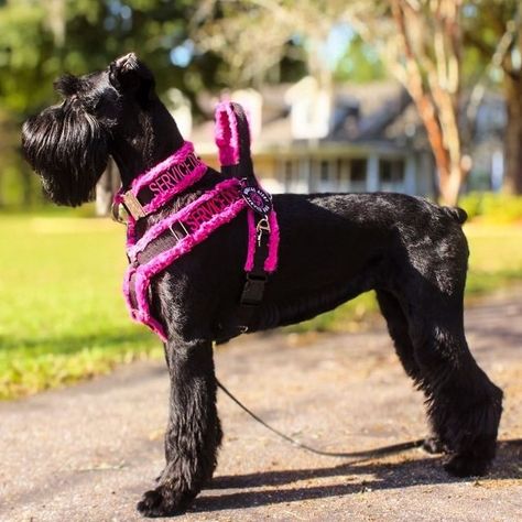 Tactical Dog Gear, Service Dogs Gear, Service Dog Vests, Dog Vests, Giant Schnauzer, Dog Grooming Business, Assistance Dog, Dog Stuffed Animal, Dog Info