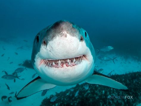 Great White, Wait, is he smiling at us? Shark Themed Party, Happy Shark, Shark Photos, Shark Pictures, Shark Lover, Shark Fishing, Water Animals, Cute Shark, Shark Party