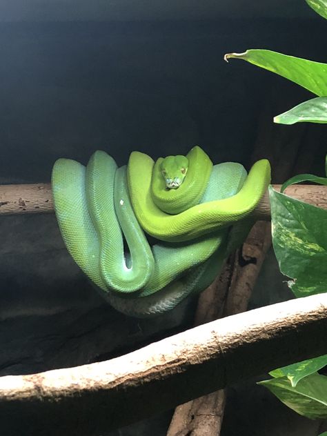 Texas Green Tree Boa, Green Tree Python, Tree Python, Green Python, Boa Constrictor, Beautiful Snakes, Green Tree, Green Trees, Snakes