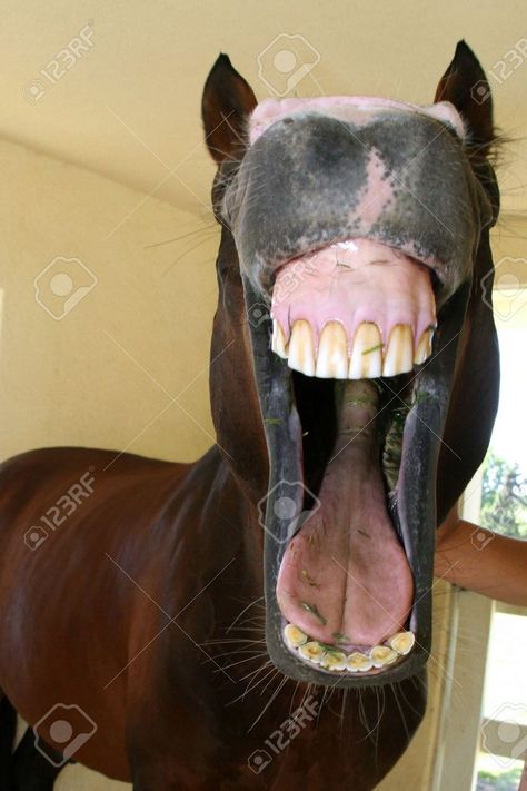 Picture Of Horse, Equine Acupressure, Equine Nutrition, Big Teeth, Horse Anatomy, Southern States, Horse Tips, Horse Health, Carousel Horses