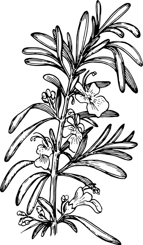 Rosemary - Openclipart Rosemary Drawing, Rosemary Illustration, Rosemary Tattoo, Ink Line Art, Scratchboard Illustration, Herb Art, Spiderman Coloring, Fish Coloring Page, Line Art Drawing