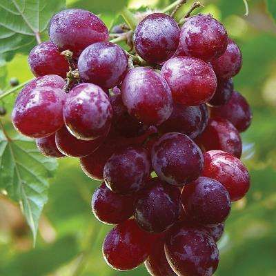 Catawba Grapes, Van Zyverden, Vine Fruit, Grape Plant, Frosé, Growing Grapes, Red Grapes, Green Grapes, Fruit Plants