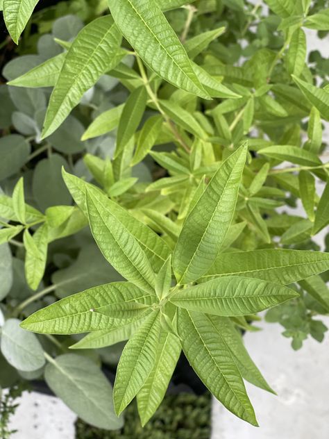 Lemon Verbena One Sheet: Everything You Need To Know What To Do With Lemon Verbena Leaves, Lemon Verbena Plant, Verbena Plant, How To Grow Lemon, Lemon Health Benefits, Aromatic Oils, Perennial Shrubs, Herb Tea, Lemon Verbena