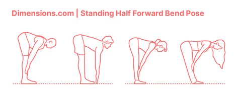 Standing Half Forward Bend Pose is an easy standing posture found in all Sun Salutations. Standing Half Forward Bend helps to align the spine and neck before going into Forward Fold. This posture stretches the back and chest. Yogi’s with neck issues use caution. Downloads online #yoga #humans #exercise #meditation Bending Forward Pose Reference, Posture Stretches, Standing Posture, Sun Salutations, Forward Bend, Forward Fold, The Shins, Sports Complex, Online Yoga