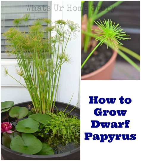 How to grow dwarf papyrus. These ancient plants are easy to grow both indoors and outside. www.whatsurhomestory.com Plants Good For Cats, Pot Pond, Easy Indoor Plants, Dream Backyard Garden, Taman Air, Garden Ponds, Plant Accessories, Plant Maintenance, Easy Plants To Grow