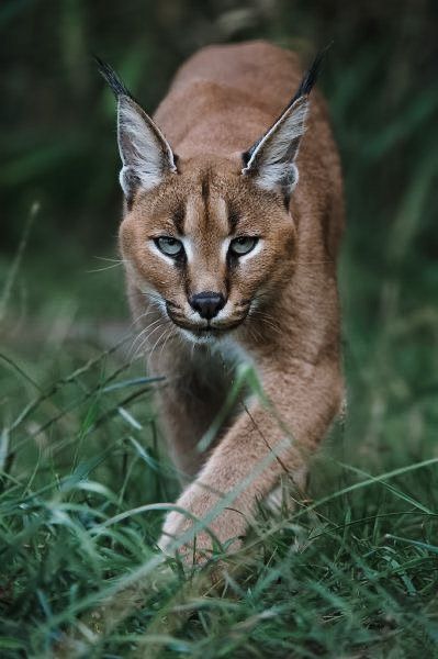 Aesthetic caracal cat photo Caracal Reference, Caracal Cat Tattoo, Caracal Cat Drawing, Caracal Aesthetic, Caracal Cat Pet, Big Floppa, Caracal Cat, Small Wild Cats, Trophy Hunting