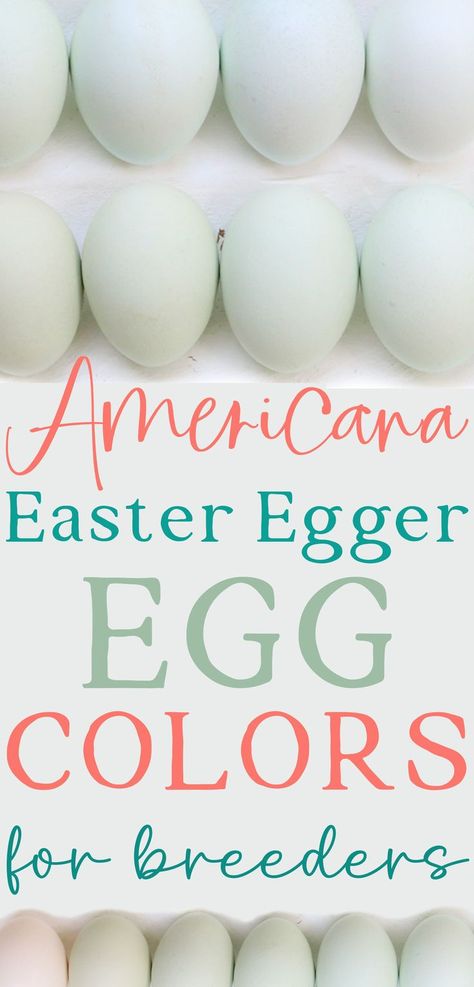 three rows of powder blue, aqua blue, sea glass green, pastel green and soft cream eggs on a white background with text that reads Americana Easter Egger chicken Egg Colors laid Oliver Egger Chicken, Americana Chickens Eggs, Colored Chicken Eggs, Easter Eggers Eggs, Americana Chickens, Chicken Egg Colors, Chicken Coop Building Plans, Egg Colors, Chicken Coloring