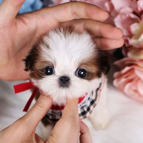 Available Puppies White Pomeranian Puppies, Teacup Shih Tzu, Micro Teacup Puppies, Imperial Shih Tzu, Shitzu Puppies, Cute Teacup Puppies, Teacup Yorkie Puppy, Shih Tzu Puppies, Cute Dog Wallpaper