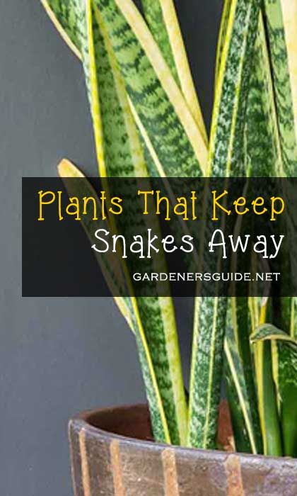 Plants That Keep Snakes Away Snake Repelling Plants, Snake Repellant Plants, Protection Plants, Snake Repellant, Snake Repellent, Plants That Repel Bugs, Plant Herbs, Mosquito Repelling, House Maintenance