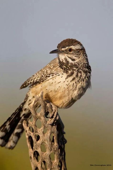 Cactus Wren - Usery Regional Park, AZ Desert Birds, Cactus Wren, Bird Drawings, Wren, Bird Art, Tea Pots, Cactus, Birds, Carving