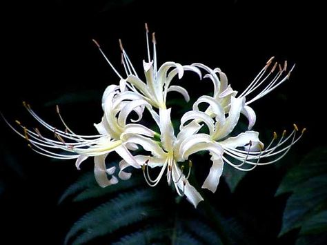 White Spider Lily, Red Spider Lily, Spider Lily, White Spider, Gardening Humor, Age Of Aquarius, Most Beautiful Gardens, White Lily, Nothing But Flowers