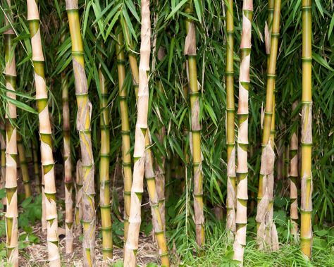 Date Plant, Bamboo Species, Clumping Bamboo, Commercial Farming, Forest Resources, Living Fence, Moso Bamboo, Bamboo Forest, Clay Soil