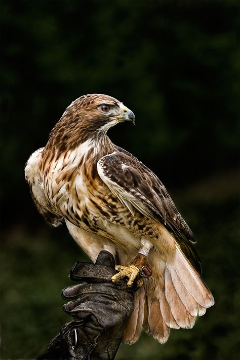 Hawk Pictures, Hawk Bird, Intelligence Service, Red Tailed Hawk, Bird Wallpaper, Bird Pictures, Birds Tattoo, Bird Photo, Birds Of Prey