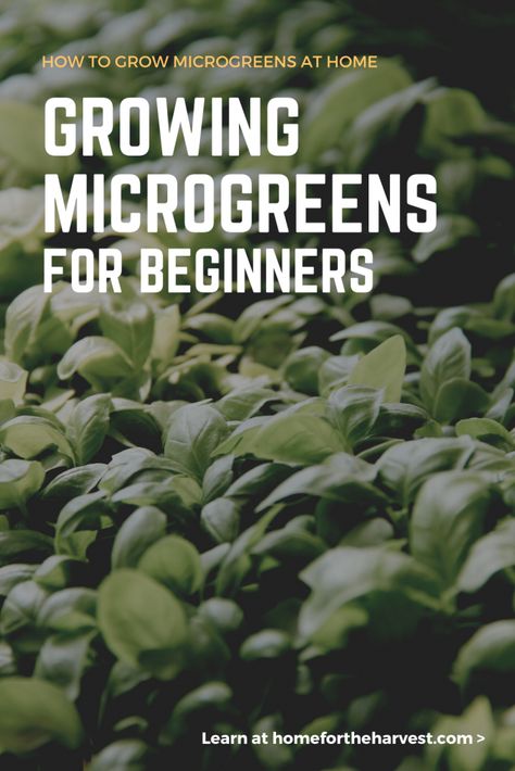 Microgreen Garden, Microgreens Growing, Microgreens Garden, Country Garden Design, Interior Design Minimalist, Seed Starting Mix, Terrace Garden Design, Growing Microgreens, Sprouting Seeds