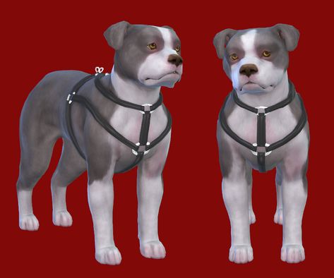 Sims 4 Cc Pet Harness, Sims 4 Dog Harness Cc, Sims 4 Dog Harness, Sims 4 Pet Cc Collars, Sims 4 Dog Clothes, Sims 4 Pet Clothes, Sims4 Cc Pets, Sims 4 Cc Dog Clothes, Sims 4 Cc Pets Clothes