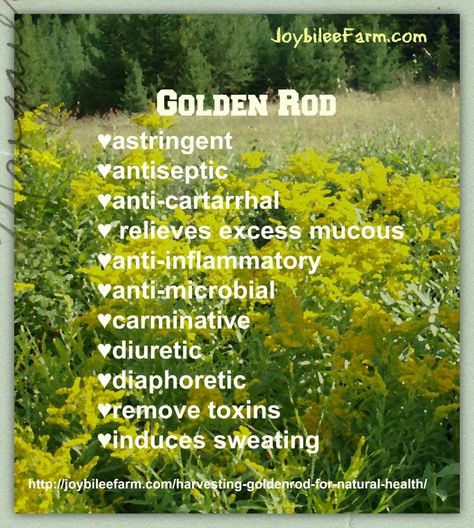 Golden Rod Herbal Alchemy, Herb Remedies, Herbs Medicine, Dye Garden, Medicinal Weeds, Farm Diy, Medical Herbs, Edible Wild Plants, Herbal Plants