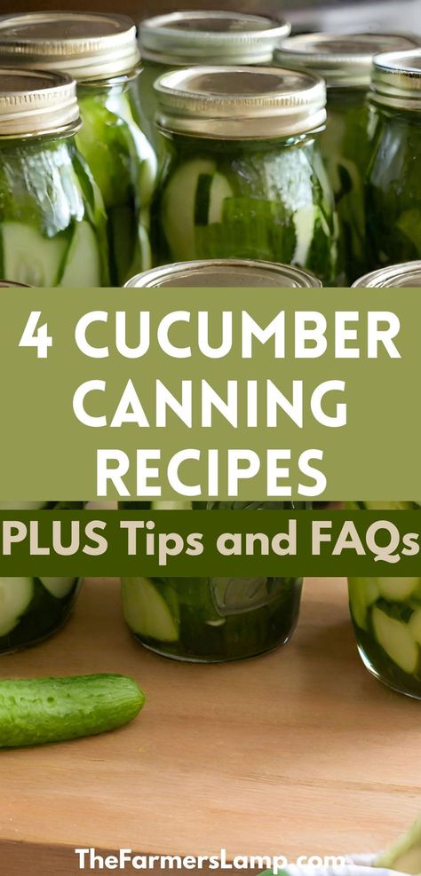 Cucumbers in canning jars for canning with words written that read four cucumber canning recipes plus tips and faqs the farmers lamp dot com Pickling Cucumbers Recipe Canning, Canning Cucumbers Easy, Canning Cucumbers, Cucumber Recipes Easy, Store Cucumbers, Canning Pickles Recipe, How To Store Cucumbers, Pickling Cucumbers Recipe, Easy Pickling Recipes