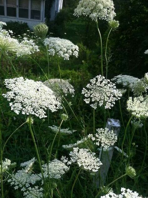 Queen Anne Lace Ammi Majus, Queen Anne Lace, Black Swallowtail, Wild Carrot, Queen Anne's Lace Flowers, Flower Identification, Daucus Carota, Queen Anne's Lace, Swallowtail Butterfly