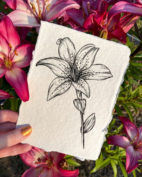 A little lily ink drawing, from my How To Draw Garden Flowers Ebook! 🌸☀️ Feeling inspired by the blooms from my lily plant this summer, maybe I'll draw some more. Are there any flowers in your garden you like to draw? #summerflower #botanicallineart #botanicalart #botanicalartwork #floralarthub #botanicalarts #drawing #fineliner #drawingart #sketchbookpage #drawings #artistsoninstagram #floralartwork #blackink #lily #blackinkdrawing #blackink #fineliner #fineliners #finelinerart #finelinerp... Lily Ink Drawing, How To Draw Lilies, Draw Garden, Lily Plant, Handmade Paper Art, Fineliner Art, Lily Plants, Fineliner Pens, Art Hub