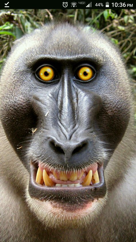 Exotic Animals Art, Monkey Types, Lol Pictures, Funny Face Photo, Wolf Images, Make Funny Faces, Scary Animals, Monkey Pictures, Animal Portraits Art