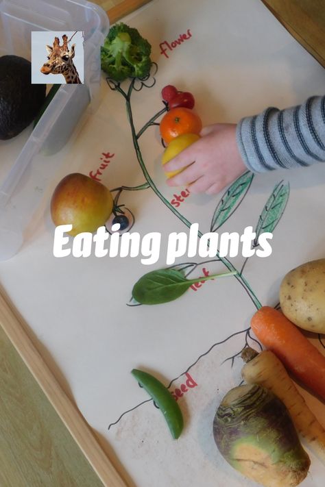 Plants We Eat Preschool, Plants We Eat Activities, Fruit Vs Vegetable Preschool, Plants Eyfs Activities, Vegetable Science Preschool, Vegetables Kindergarten Activities, Planting Eyfs, Preschool Fruits And Vegetables Theme, Vegetables Eyfs