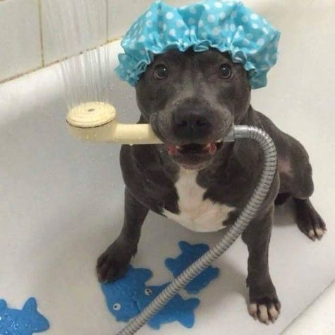 This much silly? | 24 Reasons You Should Totally, Definitely Not Adopt A Dog Cute Animal Photos, Pitbull Dog, Funny Animal Pictures, Happy Dogs, Cute Little Animals, Cute Funny Animals, Dog Pictures, Pitbull, I Love Dogs