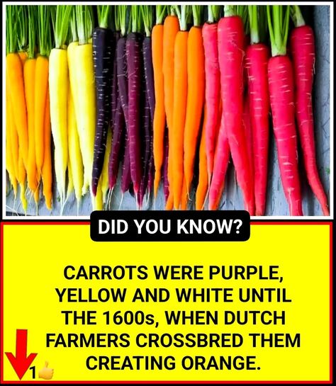 Did you know? 🤔 Carrots were purple, yellow and white until the 1600s, when Dutch farmers crossbred them creating orange. https://zascommunity.wordpress.com/2024/05/22/know-about-carrot-farming/ Carrot Varieties, How To Store Carrots, Carrot Farm, Carrot Colour, Growing Carrots, Earth Book, Purple Carrot, Carrot Seeds, Crop Rotation