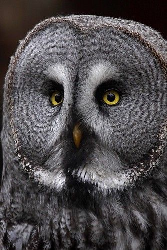 Great Gray Owl, Eurasian Eagle Owl, Owl Species, Grey Owl, Great Grey Owl, Owl Photos, Owl Pet, Owl Pictures, Gray Owl