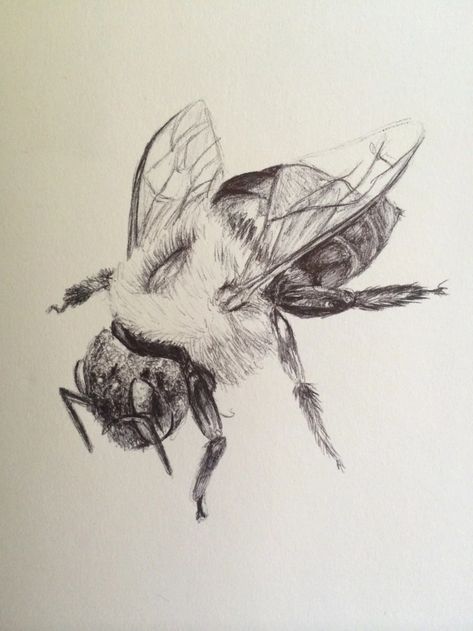 Bug Drawing Realistic, Pen Bug Drawing, Bee Pen Drawing, Natural Forms Gcse, Insects Art, Bugs Drawing, Biro Drawing, Pyrography Designs, Ballpoint Pen Art