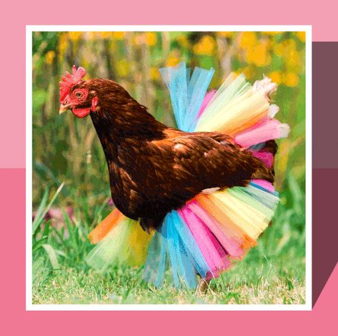 Chicken Outfit, Rainbow Chicken, Chicken Accessories, Cinderella Pumpkin Carriage, Chicken Costume, Chicken Aprons, Chicken Sweater, Chicken Costumes, Fancy Chickens