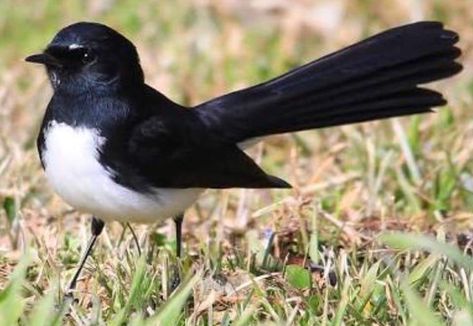 Willy Wagtail Tattoo, Wagtail Tattoo, Willy Wagtail, Bird Mural, Dancing Birds, Stars And The Moon, Girls Drawing, Sleep Under The Stars, Bird Quilts